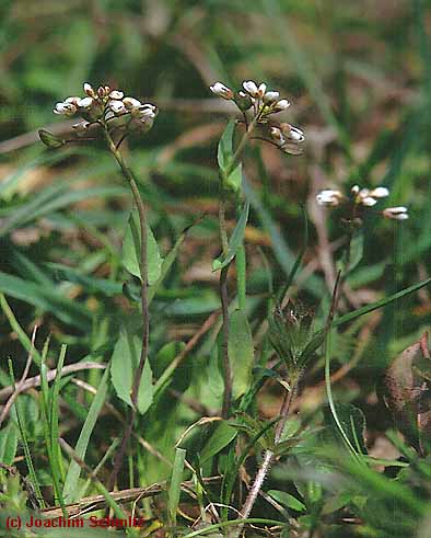 Thlaspi perfoliatum