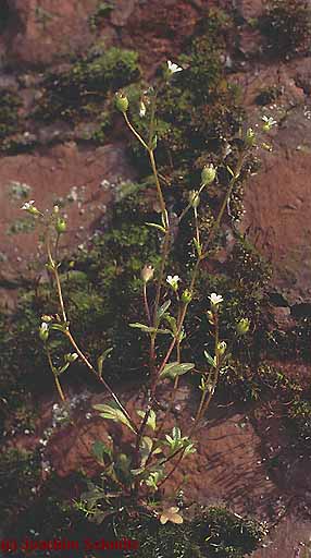 Saxifraga tridactylites