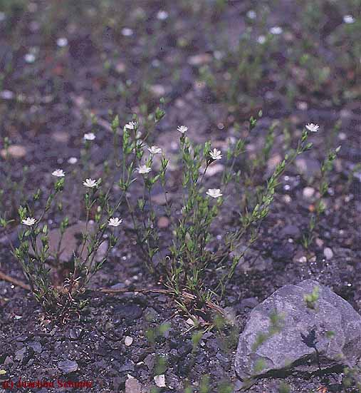 Minuartia hybrida