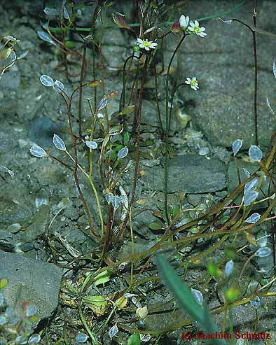 Erophila verna ssp. praecox