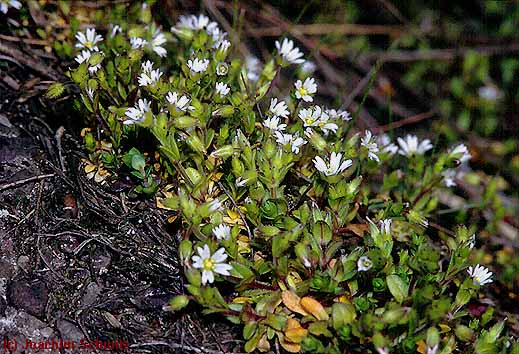 Cerastium glutinosum