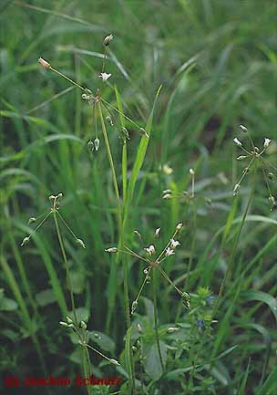 Holosteum umbellatum