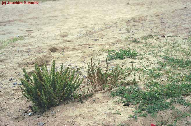 Chaenorhino-Chenopodietum botryos