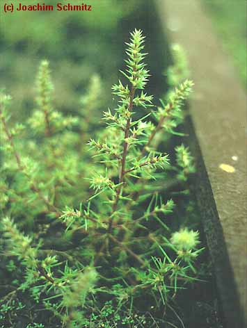 Salsola kali ssp. tragus