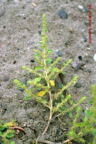 Amaranthus albus