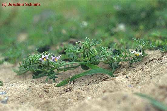 Solanum triflorum