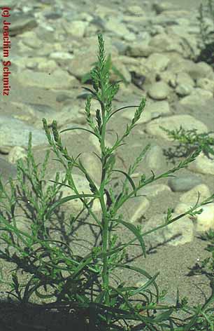 Corispermum leptopterum