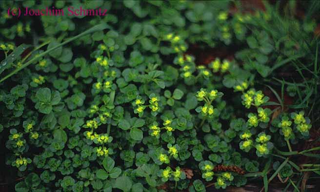 Chrysosplenium oppositifolium