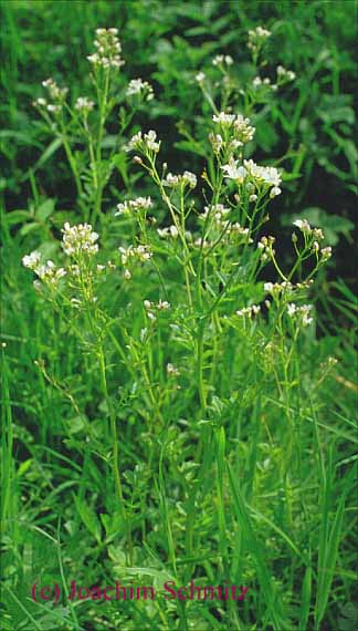 Cardamine amara