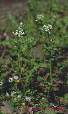 Cardamine flexuosa