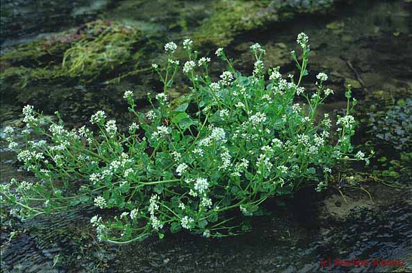 Cochlearia pyrenaica