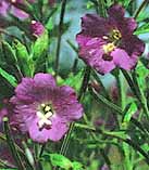 Epilobium hirsutum