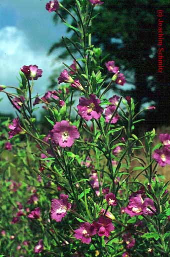 Epilobium hirsutum