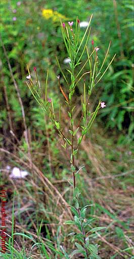 Epilobium parviflorum