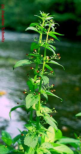 Scrophularia umbrosa ssp. neesii