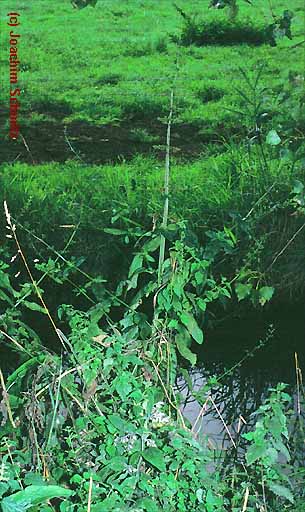 Scrophularia auriculata