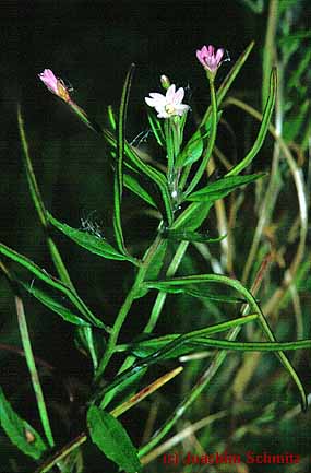 Epilobium roseum