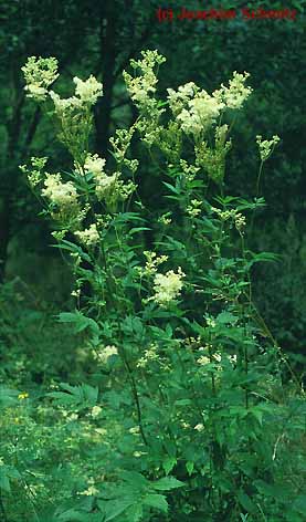 Filipendula ulmaria