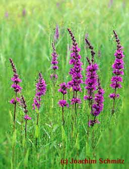 Lythrum salicaria