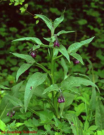 Symphytum officinale ssp. officinale