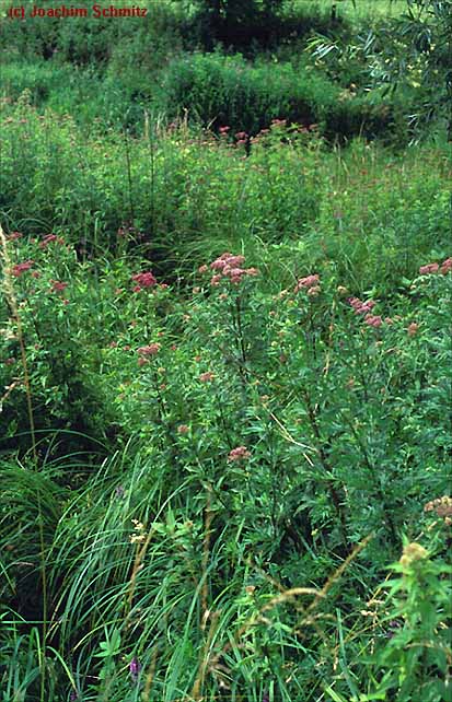 Convolvulo-Eupatorietum cannabini