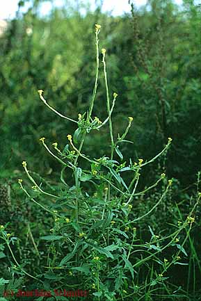 Sisymbrium officinale