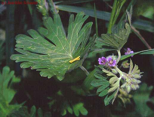 Geranium pusillum