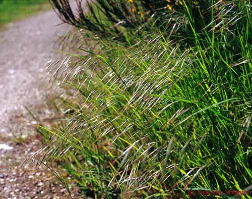 Bromus sterilis