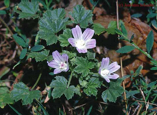 Malva negelecta