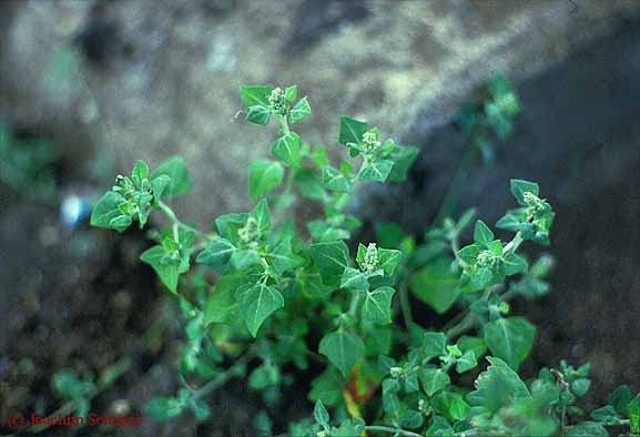 Chenopodium vulvaria