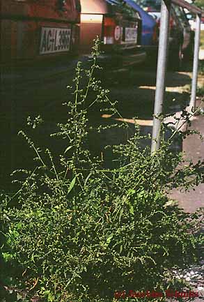 Atriplex patula