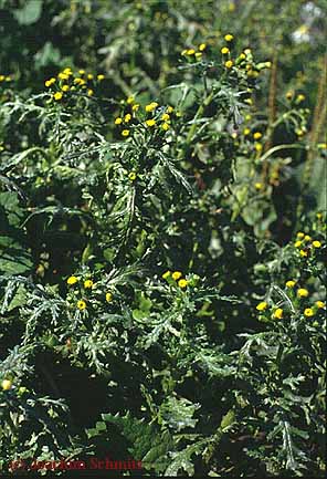 Senecio vulgaris