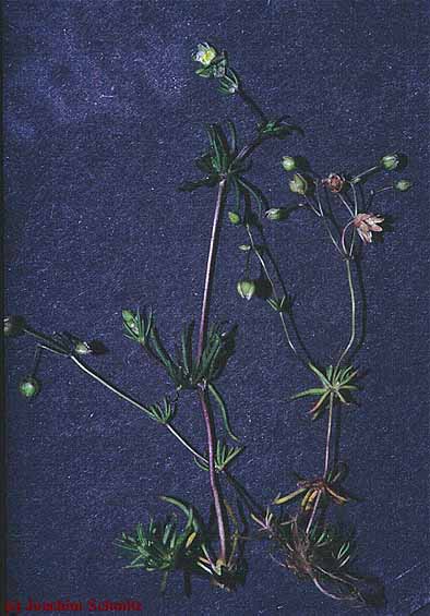 Spergula morisonii