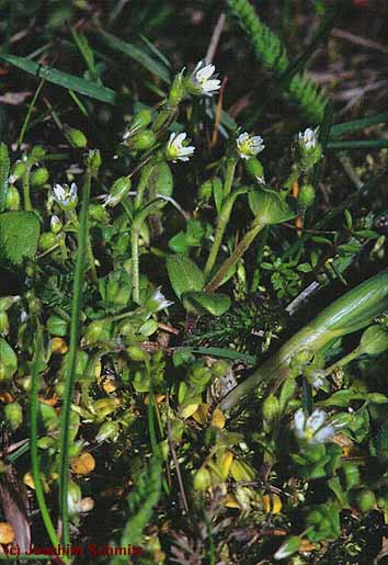 Cerastium semidecandrum