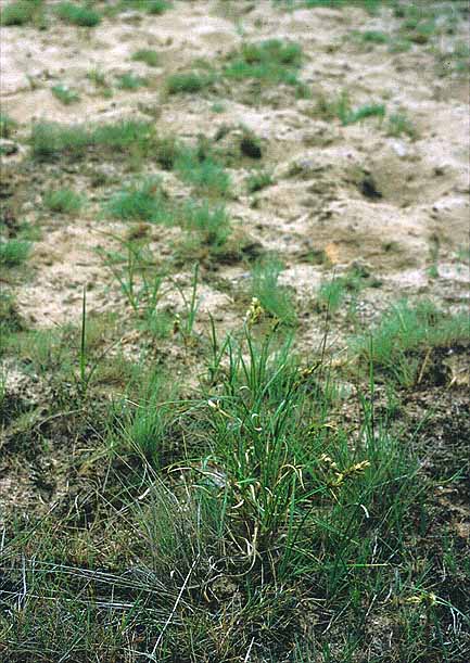 Carex arenaria