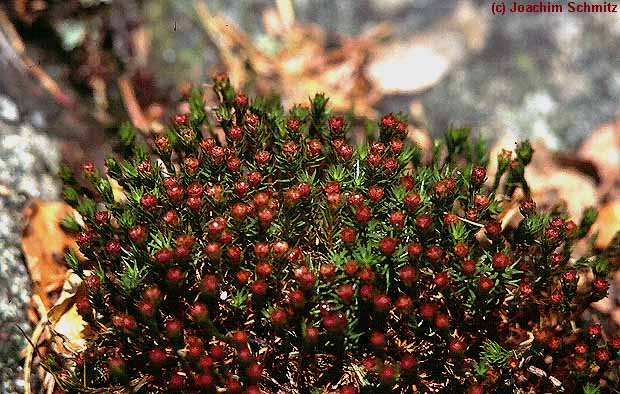 Polytrichum piliferum