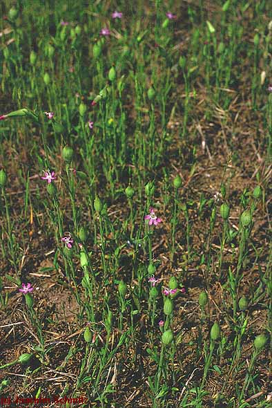 Silene conica