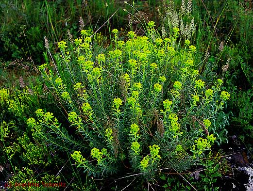 Euphorbia seguieriana