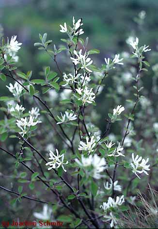 Amelanchier ovalis