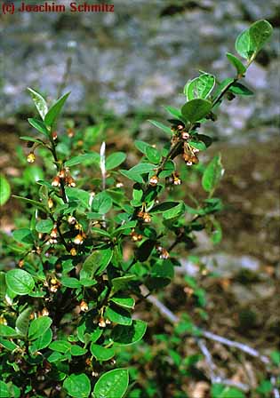 Cotoneaster integerrimus