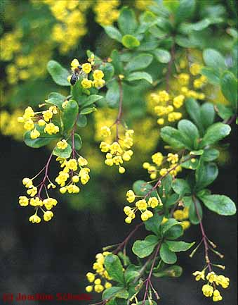 Berberis vulgaris