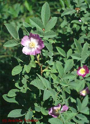 Rosa villosa