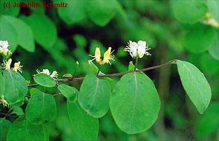 Lonicera xylosteum