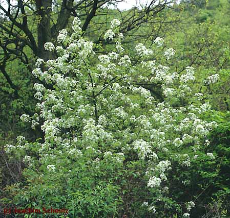 Prunus mahaleb