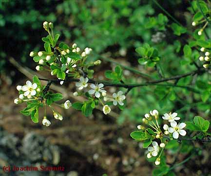 Prunus fruticosa