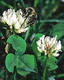 Trifolium repens