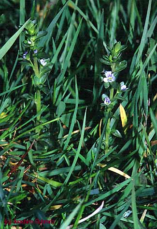 Veronica serpyllifolia