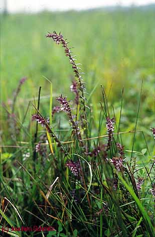 Odontites rubra