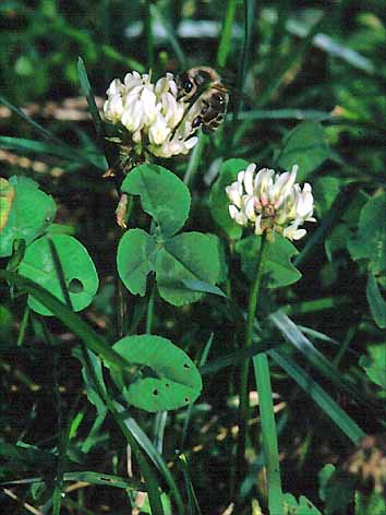 Trifolium repens