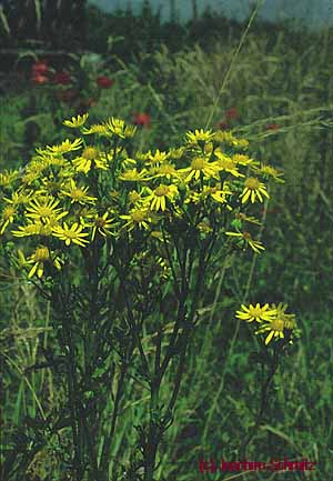 Senecio jacobaea